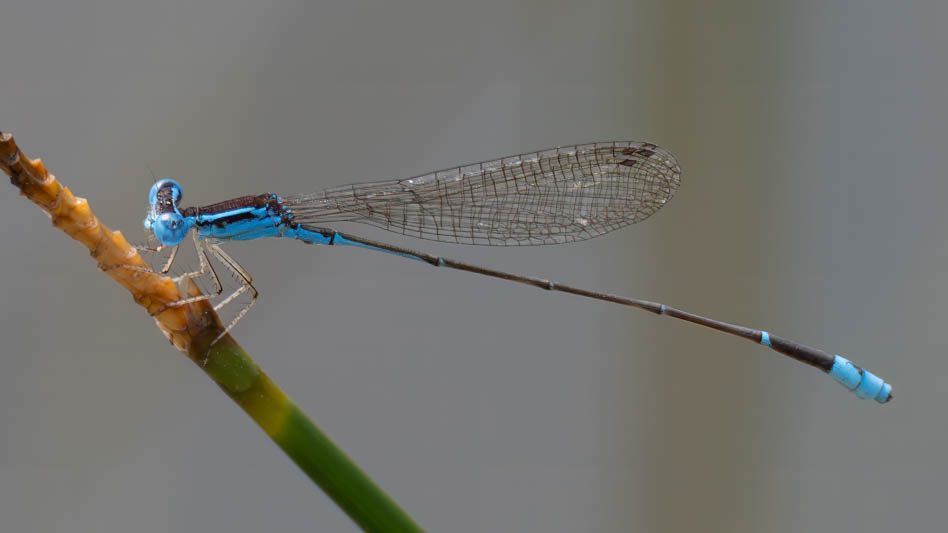 Nehalennia minuta (Tropical Sprite) male-4.jpg